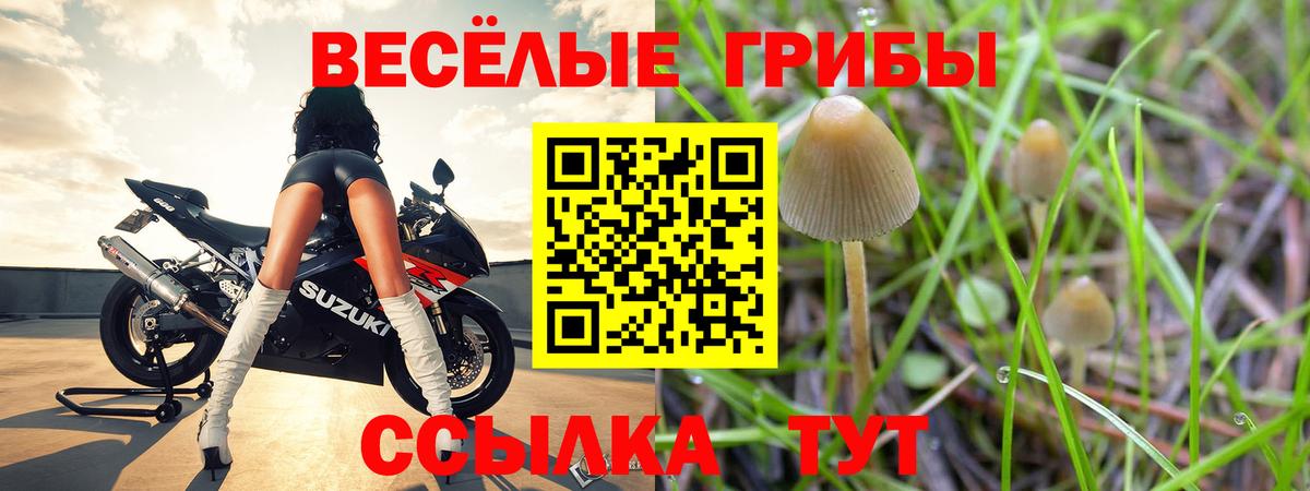 как найти наркотики  Вход с VPN  Майкоп  Псилоцибиновые грибы GOLDEN TEACHER 